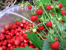 How to make wild strawberry jam: recipes for a healthy and tasty delicacy